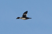 Enlarge photo 33