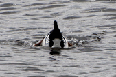 Enlarge photo 1