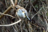 Enlarge photo 62