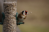 Enlarge photo 54