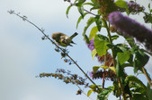 Enlarge photo 64