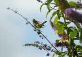 Enlarge photo 65