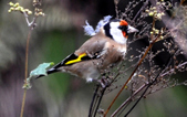 Enlarge photo 55