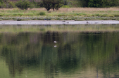 Goosander