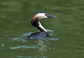Enlarge photo 39