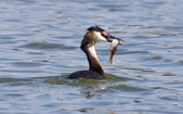 Enlarge photo 29