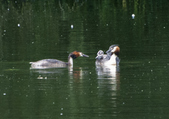 Enlarge photo 45