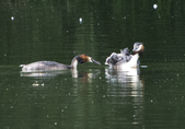Enlarge photo 46