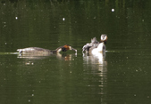 Enlarge photo 43