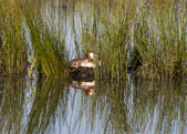 Enlarge photo 26
