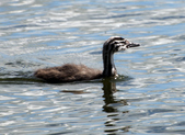 Enlarge photo 20