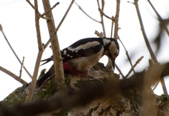 Enlarge photo 17