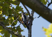 Enlarge photo 1