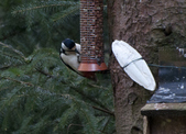 Enlarge photo 4