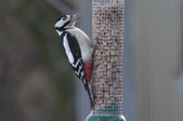 Enlarge photo 15