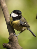 Great Tit