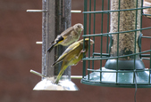 Greenfinch