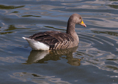Greylag