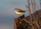Grey Wagtails