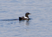 Guillemots