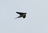 House Martin