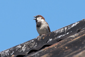 House Sparrow