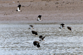 Lapwings