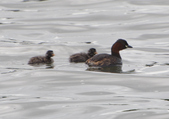 Little Grebe