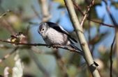 Long Tailed Tits
