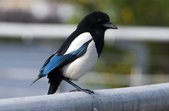 Magpies