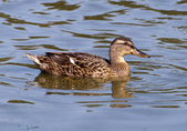 Mallards