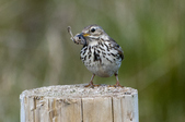 Meadow Pipit