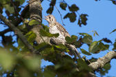 Mistle Thrush