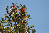 Enlarge photo 29