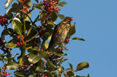 Enlarge photo 30
