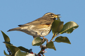 Enlarge photo 33