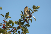 Enlarge photo 35