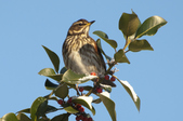 Enlarge photo 36