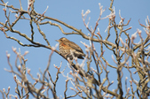 Enlarge photo 37