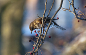 Enlarge photo 13