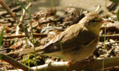 Enlarge photo 82
