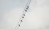 Enlarge photo 87