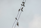 Enlarge photo 88