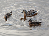 Enlarge photo 22