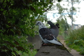 Enlarge photo 72