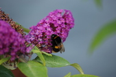 Enlarge photo 57