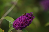 Enlarge photo 58
