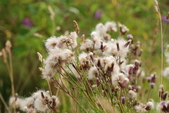 Enlarge photo 59