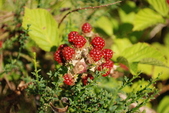 Enlarge photo 62