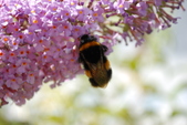 Enlarge photo 63